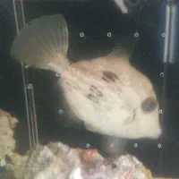 ماهی آپتازیا خور-آب شور