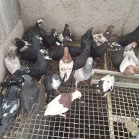 نر ماده جوجه
