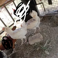 مرغ گلین لری