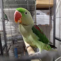 طوطی برزیلی شاه طوطی رام و سخنگو راهب گرینچیک|پرنده|شهریار, شهریار|دیوار