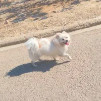 سگ پامرجذاب