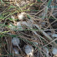 موتور و زمین کشاورزی برای اجاره|اجارهٔ دفتر صنعتی، کشاورزی، تجاری|جیرفت, |دیوار