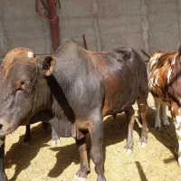 گوساله نیم گوشت فروشی