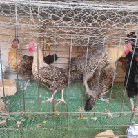 تخم نطفه دار براکل|حیوانات مزرعه|اصفهان, جاوان|دیوار