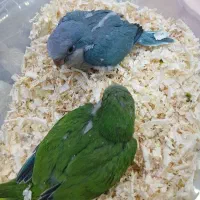 راهب سرلاکی