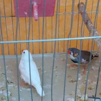 فنچ کاکلی کمیاب