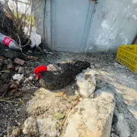 خروس آمروک بالغ