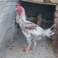 حیوانات خانگی