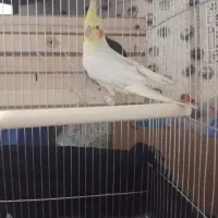 دو عدد عروس هلندی نر|پرنده|کنگاور, |دیوار