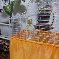 فروش عروس هلندی|پرنده|املش, |دیوار