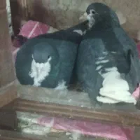 کفتر فروشی بضمانت تخم جوجه و پرش|پرنده|تربت‌حیدریه, حاجی یار‎|دیوار