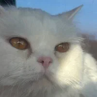 گربه پرشین سفید