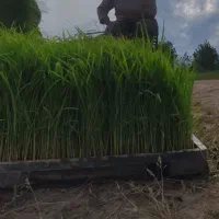 فروش تم جمشیدی ۱۰۰باکس پر پر
