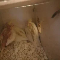 جوجه عروس هلندی