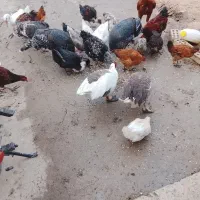مرغ خروس غاز اردک در آشخانه