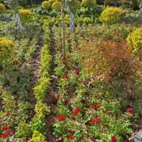 خدمات باغبانی گلکاری درختکاری   کوددهی کاشت گل|خدمات باغبانی و درختکاری|اسلامشهر, شهرک احمدیه|دیوار