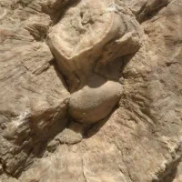 سنگ فسیل قدیمی