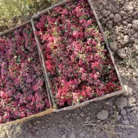 زرشک تازه|خوردنی و آشامیدنی|قم, شهرک مهدیه|دیوار