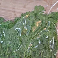 گیاه زینتی آکواریم|ماهی|بابل, |دیوار