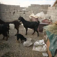 بز پاکستانی|حیوانات مزرعه|اردبیل, |دیوار