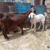 بز و کهره