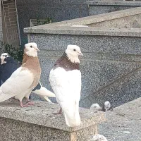 کفتر طوقی زرد و سرخ