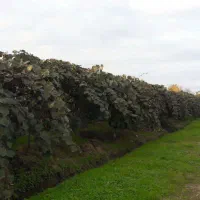 فروش زمین باغ ۱۵۶۳ متر سندشش دانگ عباس آباد