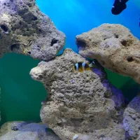 ماهی ابشور دلقک کلارکی اکواریوم