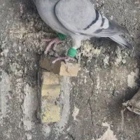 دوتا ماده سبز کرمونی هوایی قلدر|پرنده|تربت‌حیدریه, اندیشه|دیوار