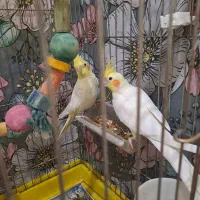 عروس هلندی مولد و جوان