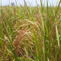 برنج طارم هاشمی معطر خوشپخت امساله،برنج ایرانی|خوردنی و آشامیدنی|آمل, |دیوار