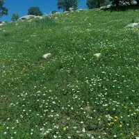 زمین مسکونی شناژ شده