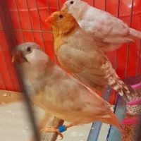 ماده فول اورنج درشت مولد کار داده معاوضه با شارکول