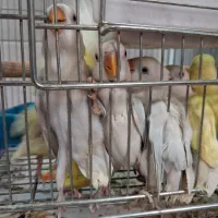 طوطی برزیلی|پرنده|تهران, مجیدآباد|دیوار