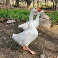 قوغاز اوکراینی اصیل