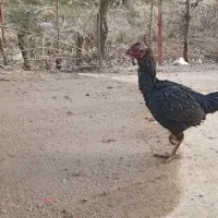 مرغ دورگه|حیوانات مزرعه|جوانرود, |دیوار