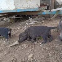 سگ گله و نگهبان (سگ تالشی)|سگ|طاهرگوراب, |دیوار