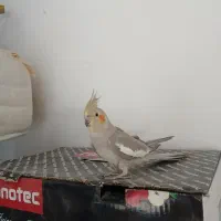 پرنده های خوب|پرنده|بومهن, |دیوار