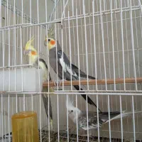عروس هلندی