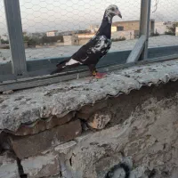 پرنده کبوتر سوسکی چیل ا