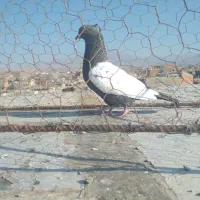 کبوتر پرشی|پرنده|شیروان (خراسان), |دیوار