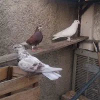 ۶ عدد کبوتر سالم