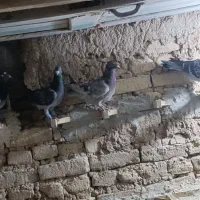 هفتا ماده پرشی ضدو خوردی|پرنده|مشهد, گاز|دیوار