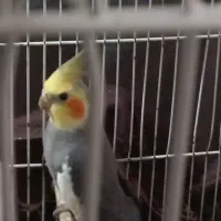 طوطی عروس نر