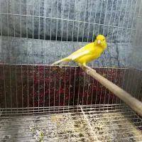 قناری لیمویی