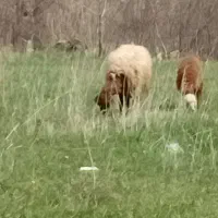 سه گوسفندبایک بره