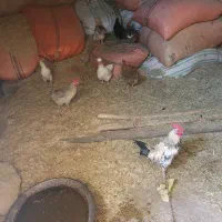 مرغ و خروس
