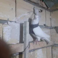 کفتر‌طوقی‌فقط