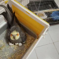 عروس هلندی مولد ۲ساله آماده جفت|پرنده|پرند, فاز ۴|دیوار