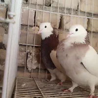 کفتر رنگی خوشگل